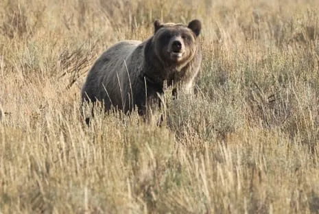 Hiker Attacked by Wild Animal in Wilderness Area Transported to Trauma Center
