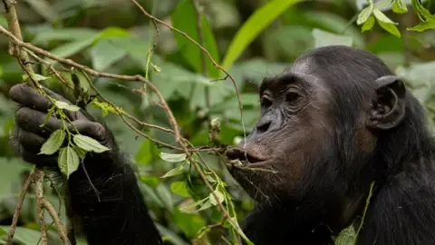 Wild Chimps Ingesting a Daily Dose of an Alcoholic Beverage Per Day from Overripe Fruit, Investigation Shows