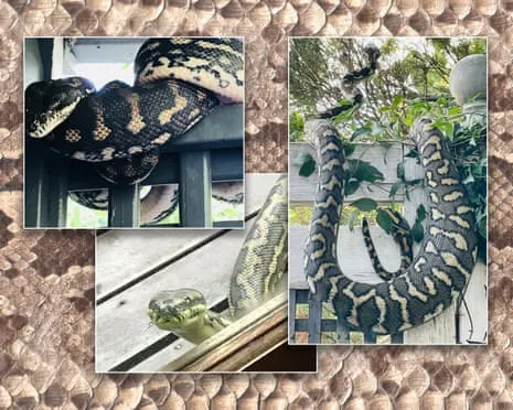Welcoming my Reptiles in the Roof: A Journey from Fear to Fascination